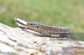 Attēlu rezultāti vaicājumam “Lacerta vivipara”