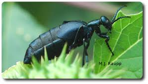 Attēlu rezultāti vaicājumam “Meloe sp.”