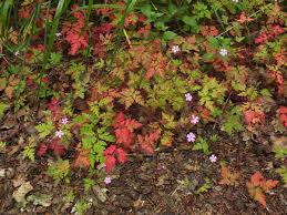 Attēlu rezultāti vaicājumam “Geranium robertianum flower”
