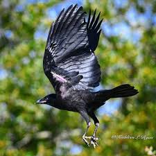 Attēlu rezultāti vaicājumam “Corvus cornix juvenile”