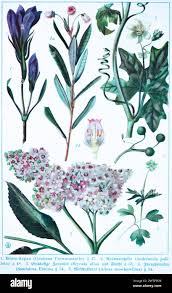 Attēlu rezultāti vaicājumam “Bryonia alba fruit”