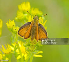 Attēlu rezultāti vaicājumam “Thymelicus sylvestris”