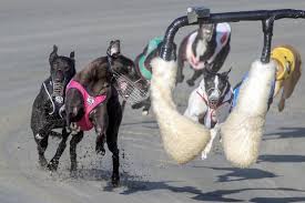 Image result for Reading Greyhound Track