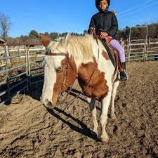 Image result for Palmers Riding Stables