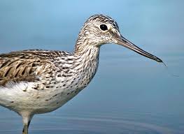 Attēlu rezultāti vaicājumam “Tringa stagnatilis adult”