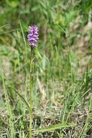 Attēlu rezultāti vaicājumam “Dactylorhiza majalis subsp. baltica”