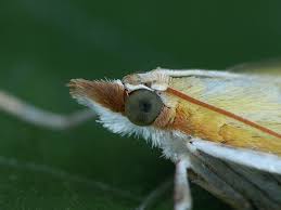 Attēlu rezultāti vaicājumam “Paratalanta hyalinalis”