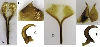 Attēlu rezultāti vaicājumam “Larinus sp.”