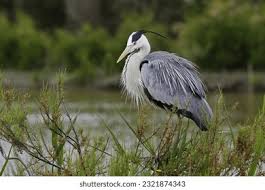 Attēlu rezultāti vaicājumam “Ardea cinerea adult”