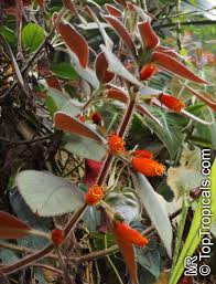 Attēlu rezultāti vaicājumam “Collaria sp.”