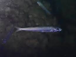 Image result for Diplodus helenae