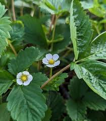 Attēlu rezultāti vaicājumam “Fragaria vesca flower”