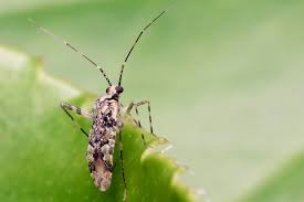 Attēlu rezultāti vaicājumam “Phytocoris tiliae imago”