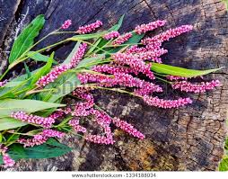 Attēlu rezultāti vaicājumam “Persicaria hydropiper”