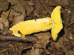 Attēlu rezultāti vaicājumam “Clavulinopsis cinerioides”