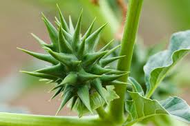Attēlu rezultāti vaicājumam “Datura stramonium fruit”