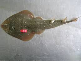 Image result for Acroteriobatus annulatus