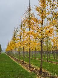 Attēlu rezultāti vaicājumam “Ginkgo biloba”