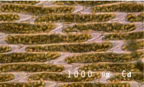 Attēlu rezultāti vaicājumam “Saelania glaucescens sporophyte”