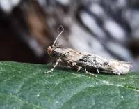 Attēlu rezultāti vaicājumam “Hypatima rhomboidella”