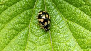 Attēlu rezultāti vaicājumam “Propylea quatuordecimpunctata”