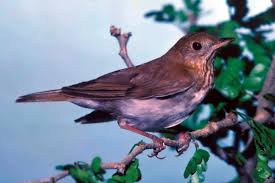 Image result for Catharus fuscescens