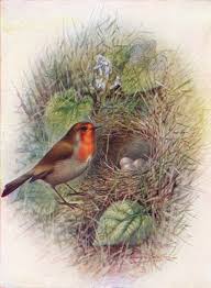 Attēlu rezultāti vaicājumam “Erithacus rubecula nest”