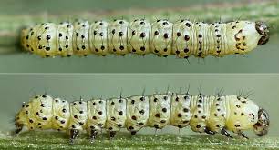 Attēlu rezultāti vaicājumam “Protoschinia scutosa”