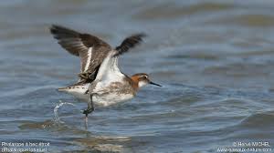 Attēlu rezultāti vaicājumam “Phalaropus lobatus”