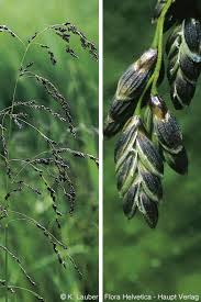 Attēlu rezultāti vaicājumam “Glyceria striata”