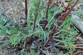 Attēlu rezultāti vaicājumam “Artemisia campestris”