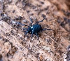 Attēlu rezultāti vaicājumam “Rosellinia desmazieri”