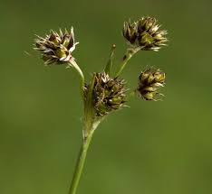 Attēlu rezultāti vaicājumam “Luzula campestris fruit”