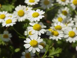 Image result for Tanacetum parthenium