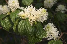 Attēlu rezultāti vaicājumam “Fothergilla major”