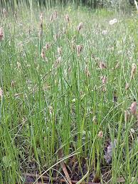 Attēlu rezultāti vaicājumam “Eleocharis uniglumis leaf”