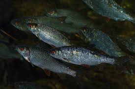 Attēlu rezultāti vaicājumam “Rutilus rutilus”