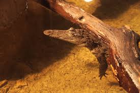 Attēlu rezultāti vaicājumam “Crocallis elinguaria imago”