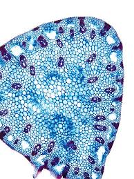 Attēlu rezultāti vaicājumam “Carex sylvatica leaf”