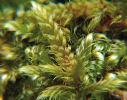 Attēlu rezultāti vaicājumam “Hypnum cupressiforme var. subjulacum”