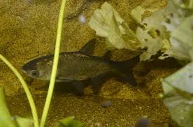 Image result for Hypophthalmichthys molitrix