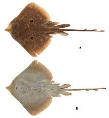 Image result for Raja polystigma