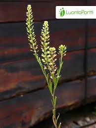 Attēlu rezultāti vaicājumam “Lepidium densiflorum flower”