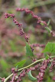Attēlu rezultāti vaicājumam “Atriplex calotheca”