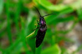 Attēlu rezultāti vaicājumam “Ctenicera pectinicornis male”