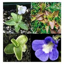 Attēlu rezultāti vaicājumam “Pinguicula vulgaris fruit”