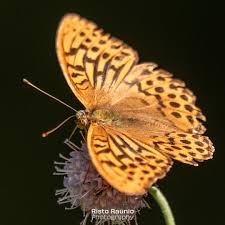 Attēlu rezultāti vaicājumam “Argynnis paphia male”