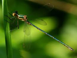 Attēlu rezultāti vaicājumam “Lestes virens”