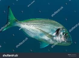 Image result for Sparus aurata