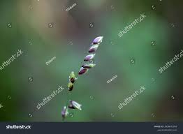 Attēlu rezultāti vaicājumam “Melica nutans leaf”